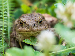 The common toad frog, European toad (bufo bufo) is an amphibian found throughout most of Europe