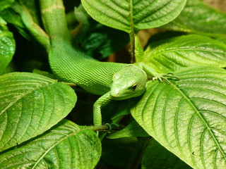 Lizard