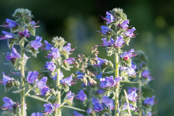 Viper's bugloss or blueweed (Echium vulgare) wildflowers on summer meadow with dark green background. Rough hairy leaves and vivid blue flowers with pink stamens.