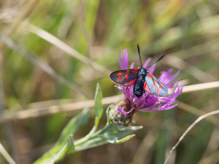 Fototapeta na wymiar The six-spot burnet (Zygaena filipendulae) is a day-flying moth of the family Zygaenidae.