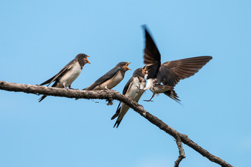 Barn swallow (Hirundo rustica) chicks feeding. Mother puts food to fledgling wide open mouth. Other two hungry juvenile birds are begging perching on branch against clear blue sky.