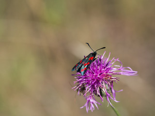 The six-spot burnet (Zygaena filipendulae) is a day-flying moth of the family Zygaenidae.