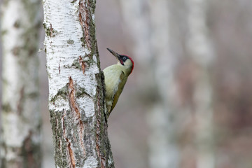 European  green woodpecker (Picus viridis), male, perching on birch trunk with blurred background. Green bird with red crown and nape; black moustachial stripe.