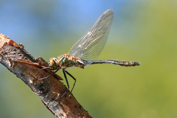 Close-up photo of downy emerald (Cordulia aenea) sitting on branch with blue to green blurred background. Metallic green and bronze dragonfly with fine hairs on thorax. Summer sunny day.