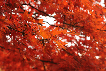 Autumn leaves018