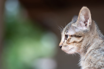 Side view of cute kitten looking something