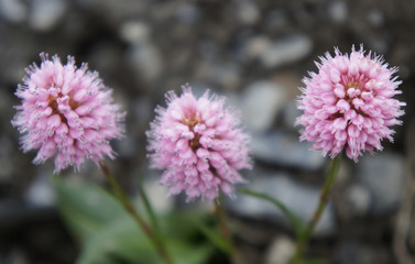 Three pink flowers on the slopes of the Caucasus mountains