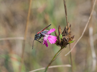 The six-spot burnet (Zygaena filipendulae) is a day-flying moth of the family Zygaenidae.
