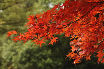 Autumn leaves017