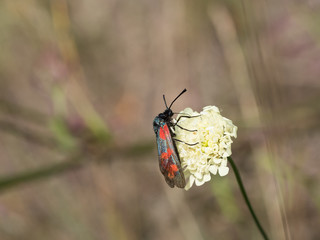 The six-spot burnet (Zygaena filipendulae) is a day-flying moth of the family Zygaenidae.