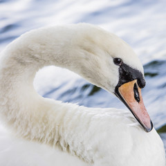 Obraz premium white swan in the river