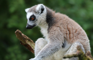 Ring Tailed Lemur