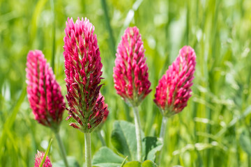 Tr&egrave;fle incarnat