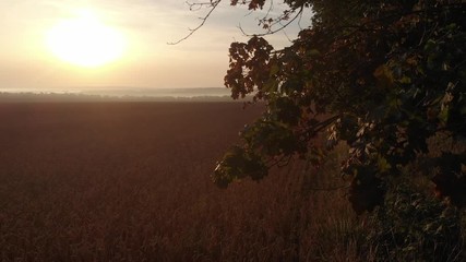 Dawn from behind the trees.
