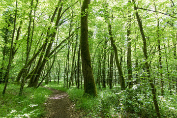Paysage forestier suisse