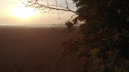 Dawn from behind the trees.