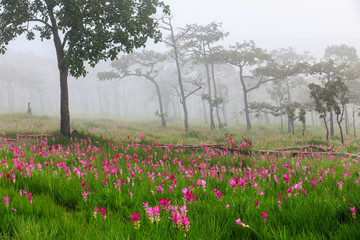 Field  of Siam tulips, rainy flowers in the forest on highland in Thailand.