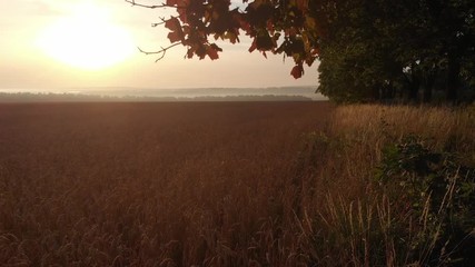 Dawn from behind the trees.