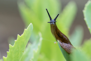 Gros-plan de limace