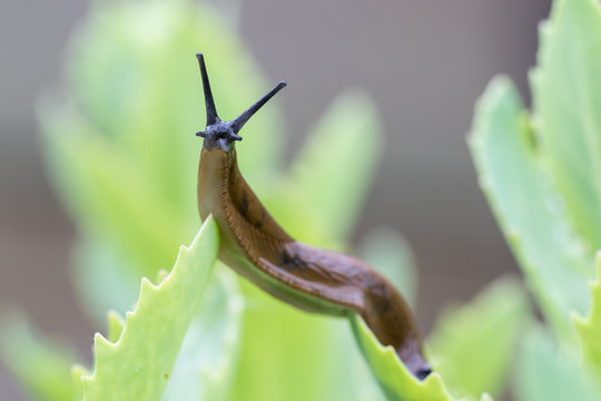 94 396 Best Slugs Images Stock Photos Vectors Adobe Stock 94 396 Best Slugs Images Stock Photos Vectors Adobe Stock