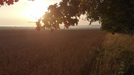 Dawn from behind the trees.