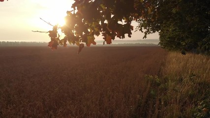 Dawn from behind the trees.