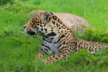 Jaguar looking sideways