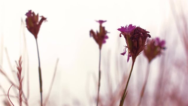 Detail of flowers on windy day