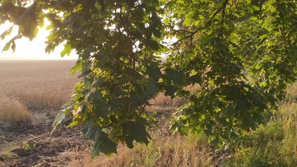 Dawn from behind the trees.