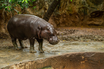 Fototapeta premium The pygmy hippopotamus is a small hippopotamid which is native to the forests and swamps of West Africa