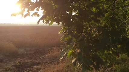 Dawn from behind the trees.