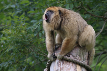 Howler monkey sat on a post
