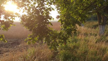 Dawn from behind the trees.