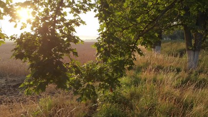 Dawn from behind the trees.