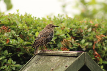 blackbird on a roof