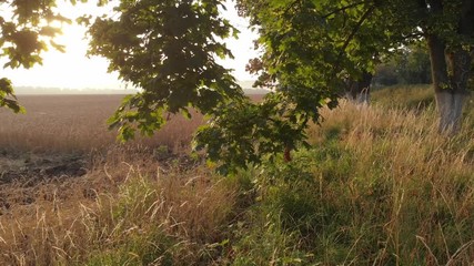 Dawn from behind the trees.