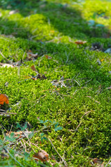 grass