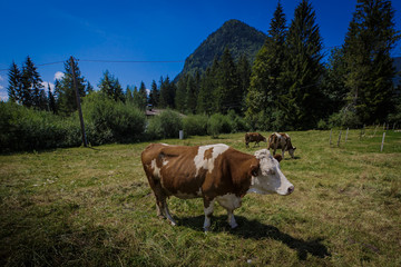 Fototapeta na wymiar Einzelne Alpenkuh auf einer Almwiese