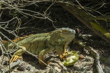 green iguana nature