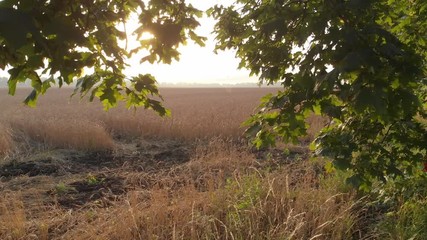 Dawn from behind the trees.