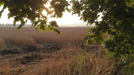 Dawn from behind the trees.