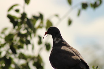 a woodpigeon life