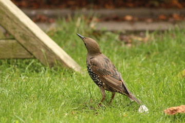 starling bird in the garden