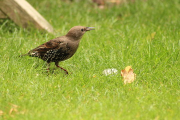 starling bird in the garden