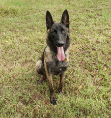 Dutch Shepherd young dog, facing viewer, panting