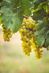 Fototapete Bunch of yellow grapes in the vineyard © Rostislav Sedlacek
