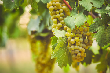 Bunch of yellow grapes in the vineyard - obrazy, fototapety, plakaty