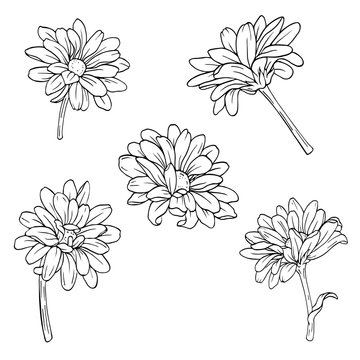 Chrysanthemum or camomile or daisy flower collection isolated on white background. Hand drawn vector illustration.