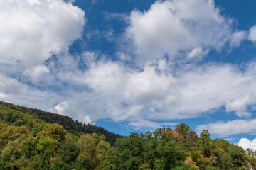 Naklejka premium Wald im Sommer