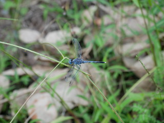 dragonfly in garden